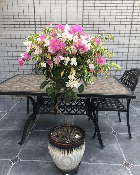 家庭養(yǎng)花用什么肥料花開的多