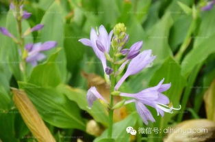 養(yǎng)花第五小節(jié)是按照