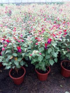 養(yǎng)花的人是什么職業(yè)