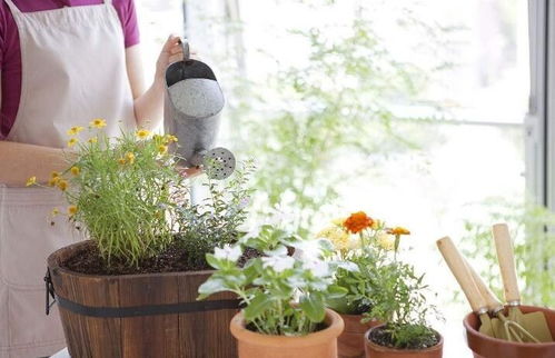 室內養(yǎng)花沒有陽光怎么辦