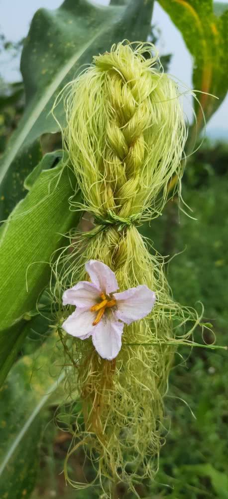玉米須可以養(yǎng)花