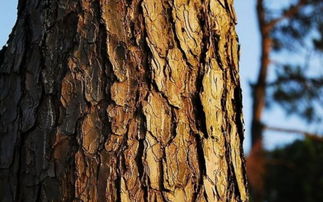 剛從樹(shù)林里挖回來(lái)的土能直接養(yǎng)花嗎