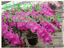 請問大棚養(yǎng)花從哪兒找苗