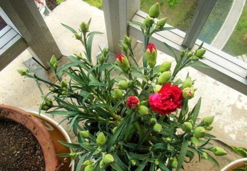 他只是把養(yǎng)花