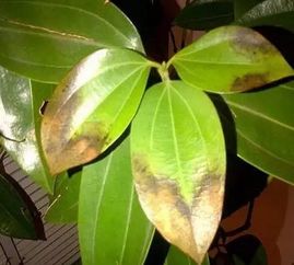 養(yǎng)花花花葉黃6