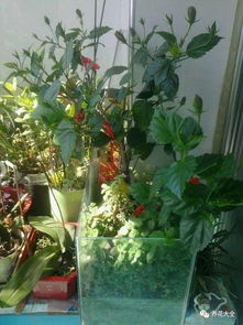 大魚缸改造養(yǎng)花