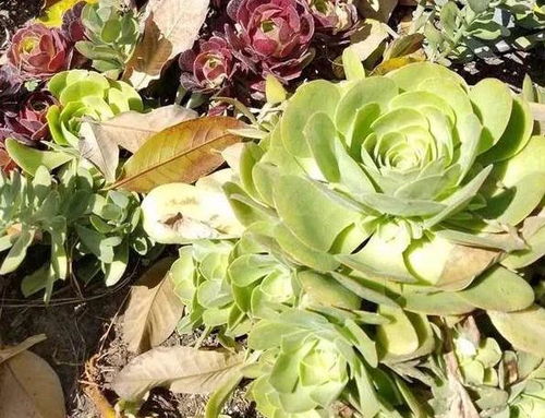 養(yǎng)花是坑一入