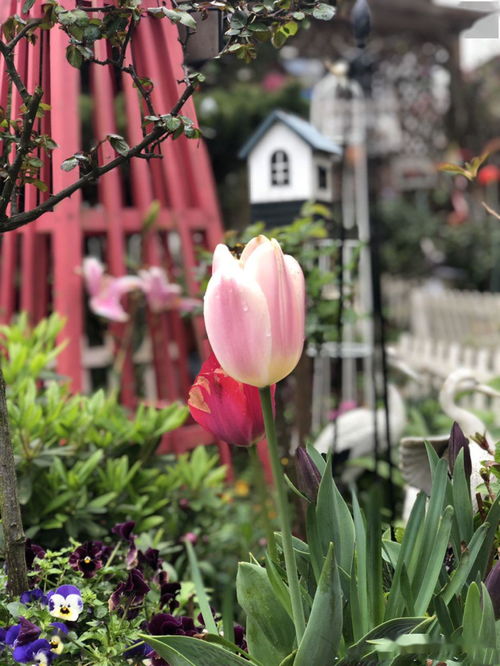 養(yǎng)花之人養(yǎng)的不是花