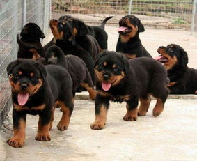 羅威納喂養(yǎng)花費