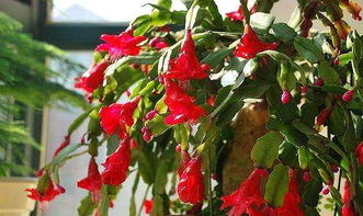 蟹爪蘭怎樣養(yǎng)花才開得好