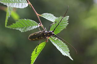 怎樣去除養(yǎng)花的小飛蟲