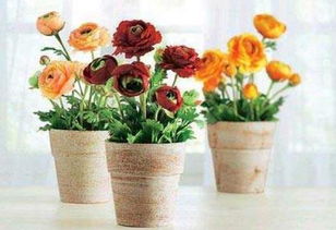 辦公室開空調適合養(yǎng)花嗎