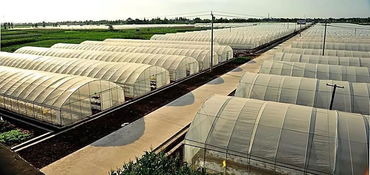 養(yǎng)花木解易大棚建造