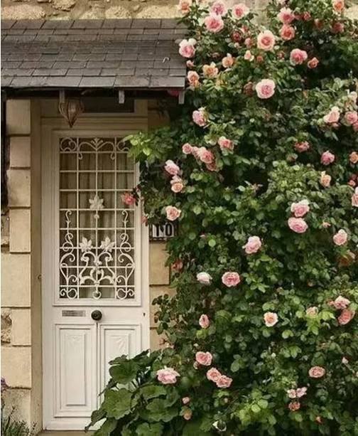 老人種菜養(yǎng)花