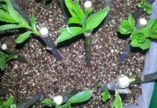 那些過期藥可以養(yǎng)花用