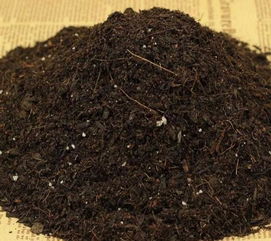 養(yǎng)花土怎么消毒防蟲