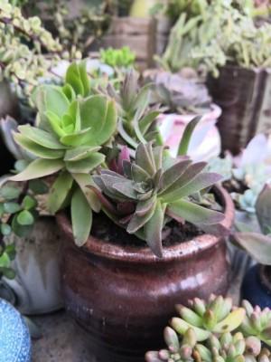 養(yǎng)花網(wǎng)赤鬼城