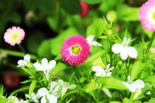 突然好好的喜歡養(yǎng)花了