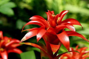 紅運當(dāng)頭楓林養(yǎng)花