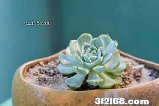 家里養(yǎng)花肥料做法