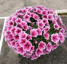 如何自制骨粉養(yǎng)花