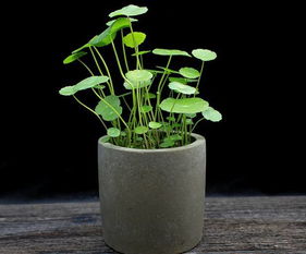 不用花盆怎么養(yǎng)花