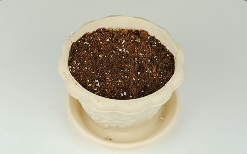 楊樹(shù)葉子的腐土可以養(yǎng)花嗎