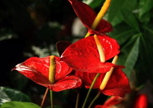 朋友特別會(huì)養(yǎng)花怎樣贊賞