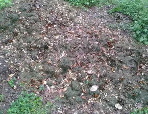 養(yǎng)花全用松針土可以么