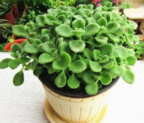 水養(yǎng)花怎么能驅(qū)蚊