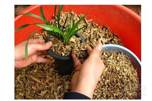 鋸末子能養(yǎng)花不