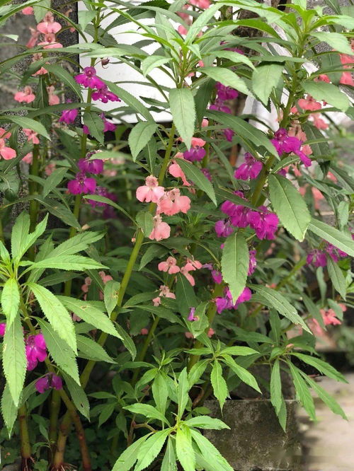 老人喜愛養(yǎng)花種菜詞句