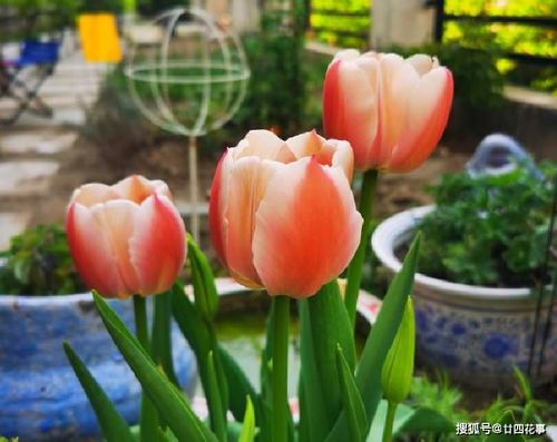 經(jīng)常養(yǎng)花草身上有靈氣嗎