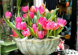 養(yǎng)花的詳細(xì)內(nèi)容