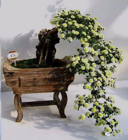 老舍的養(yǎng)花的背景