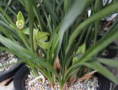 養(yǎng)花的基肥是什么