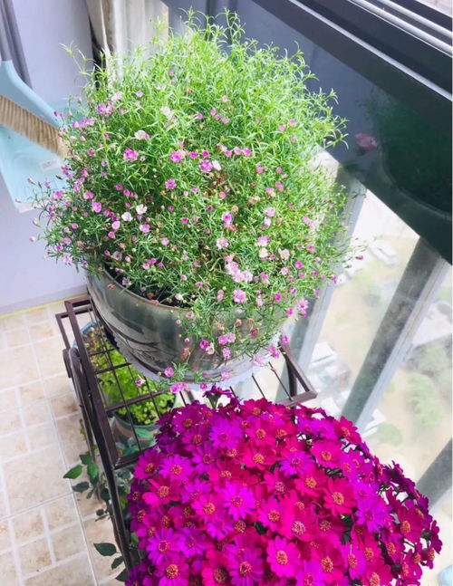 各國人養(yǎng)花特點(diǎn)