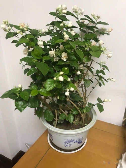 養(yǎng)花跟性格有關(guān)系么