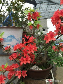 養(yǎng)花草能養(yǎng)心嗎