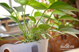 家里養(yǎng)花就死