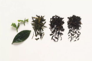 茶梗加土可以養(yǎng)花嗎