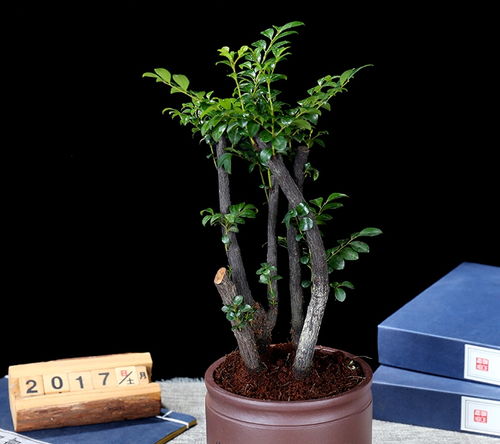 盆栽水養(yǎng)花卉