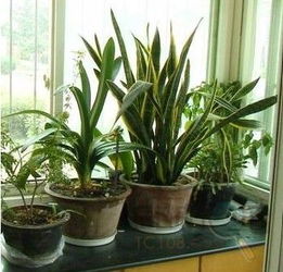 養(yǎng)花的泥盆是什么樣的