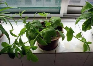 室內(nèi)養(yǎng)花怎么養(yǎng)好