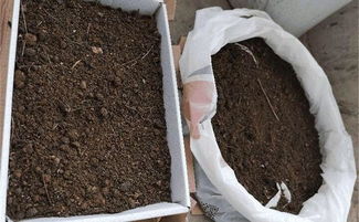 養(yǎng)花的盆土里阿可以放蚯蚓的