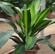 家里養(yǎng)花用有機(jī)肥可以養(yǎng)蘭花