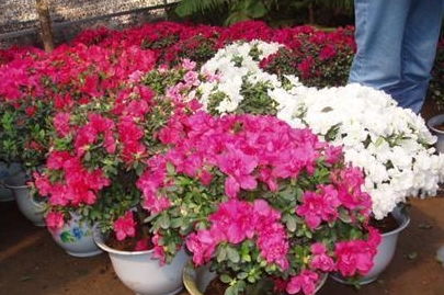 制造養(yǎng)花配土