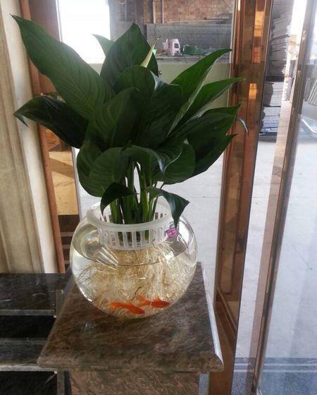 魚缸可以養(yǎng)花鰱嗎