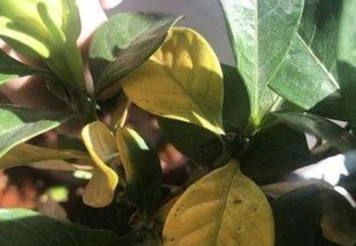 自來水飲用水養(yǎng)花