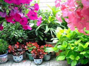 養(yǎng)花的珠子叫什么講究